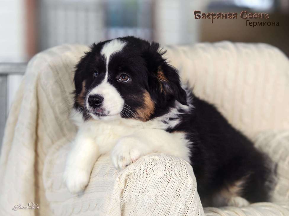 Собаки в других городах Московской области: Продается девочка миниаусси Девочка, 60 000 руб. - фото 3