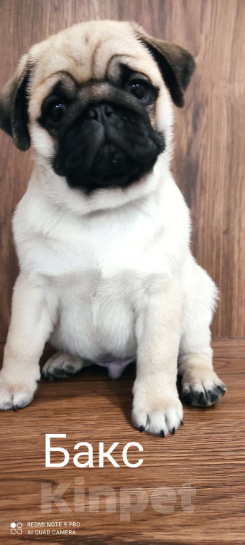 Собаки в Кинели: Щенки породы мопс. Девочка, 45 000 руб. - фото 4