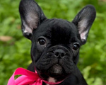 Собаки в Калининграде: Шоколадная девочка французского бульдога Девочка, 50 000 руб. - фото 1