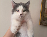 Кошки в Ростове-на-Дону: Отдаю котёнка в добрые руки Мальчик, Бесплатно - фото 6
