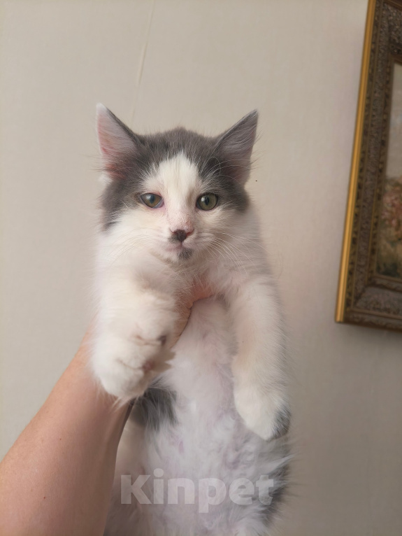 Кошки в Ростове-на-Дону: Отдаю котёнка в добрые руки Мальчик, Бесплатно - фото 6