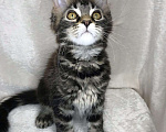 Кошки в Малмыже: Мейн- кун полидакт, 50 000 руб. - фото 1