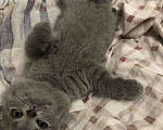 Кошки в Теберде: Шотландский чистокровный котёнок с паспортом девоч, 10 000 руб. - фото 4