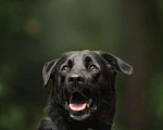 Собаки в Москве: Чёрный богатырь Макс в добрые руки Мальчик, 1 руб. - фото 7