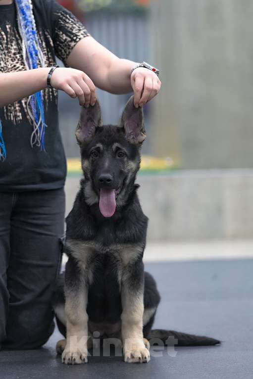 Собаки в Челябинске: Нота Протеста из Третьяковской галереи Девочка, 45 000 руб. - фото 4