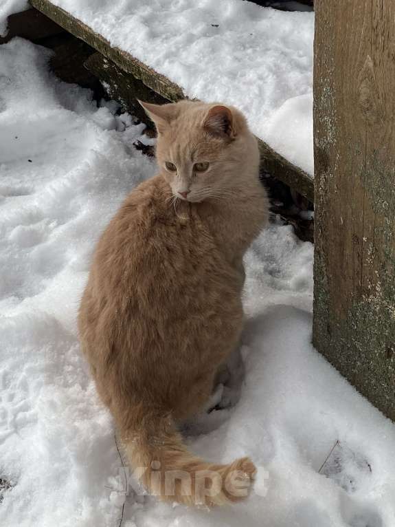 Кошки в Москве: Котик персиковый , подросток  Мальчик, Бесплатно - фото 2