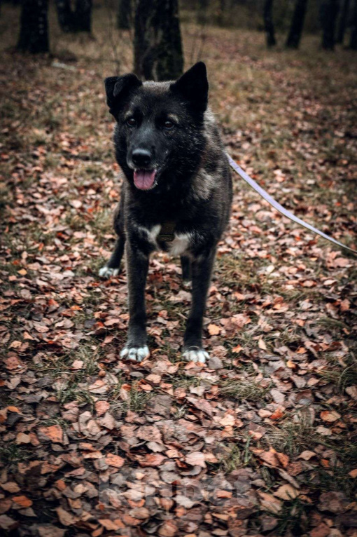 Собаки в Москве: Келли Девочка, Бесплатно - фото 1