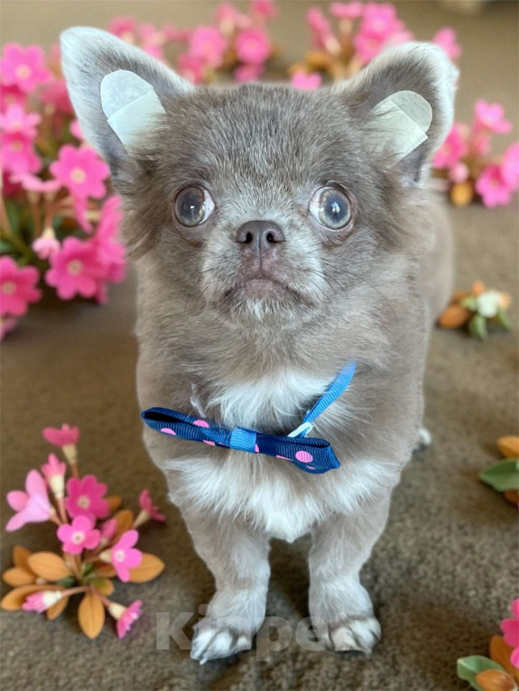 Собаки в Ростове-на-Дону: Мини чихуахуа  Мальчик, Бесплатно - фото 1