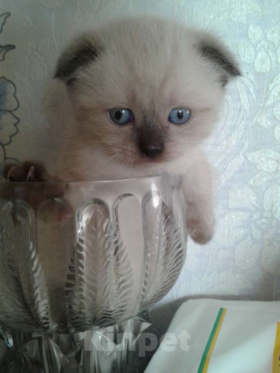 Кошки в Москве: Шотландские вислоухие котята Мальчик, 12 000 руб. - фото 1