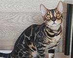 Кошки в Москве: Бенгальские котята Мальчик, 10 000 руб. - фото 3