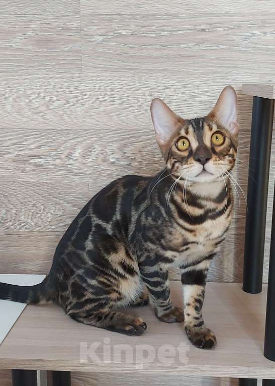 Кошки в Москве: Бенгальские котята Мальчик, 10 000 руб. - фото 3