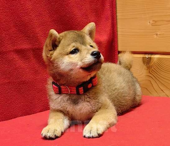 Собаки в Москве: Сиба ину - мальчик. 2 мес. Мальчик, 50 000 руб. - фото 3