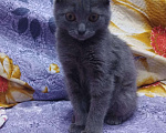 Кошки в Новошахтинске: Продам кота  Мальчик, 1 500 руб. - фото 2