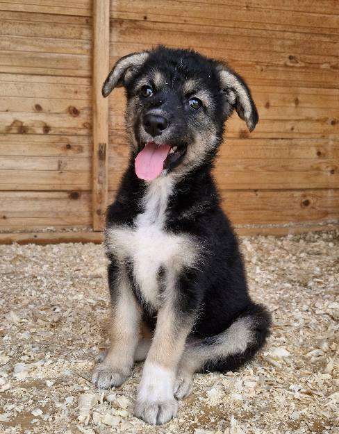 Собаки в Москве: Забери меня из приюта домой Девочка, Бесплатно - фото 2