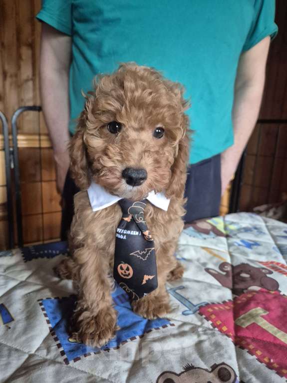 Собаки в Мытищах: Щенки миниатюрного пуделя Девочка, Бесплатно - фото 3