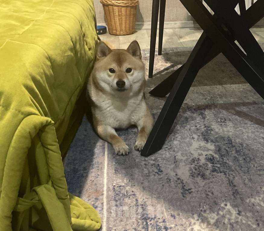 Собаки в Казани: Сиба девочка Девочка, 50 000 руб. - фото 3