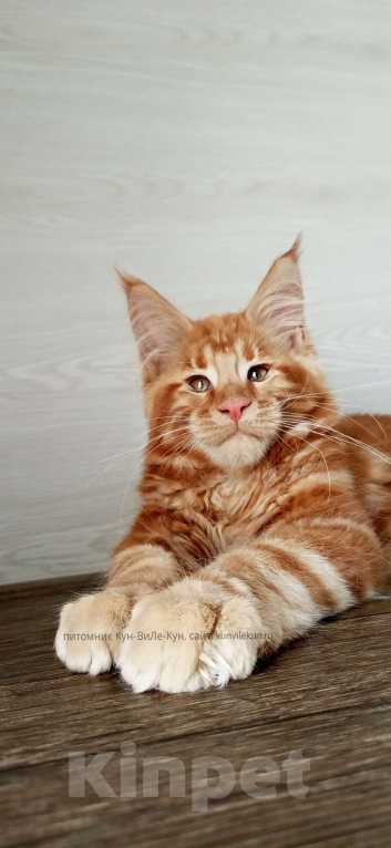 Кошки в Москве: Мейн-Кун  Мальчик, Бесплатно - фото 6