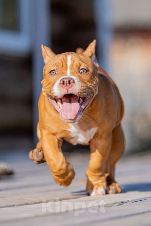 Собаки в Москве: щенок Девочка, 60 000 руб. - фото 3