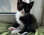 Кошки в Смоленске: Котенок 3 месяца  Девочка, 100 руб. - фото 1