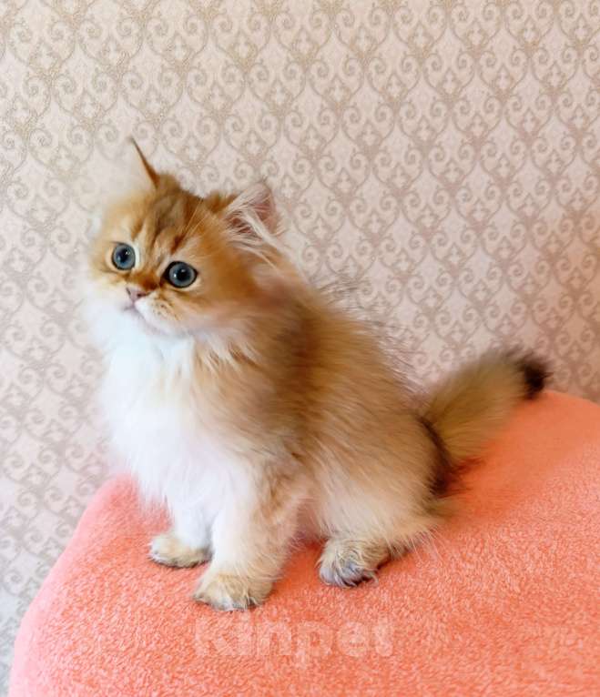 Кошки в Санкт-Петербурге: Золотой британчик Мальчик, 22 000 руб. - фото 6