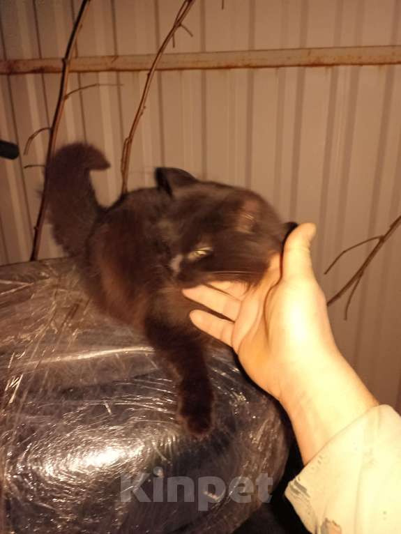 Кошки в Калуге: Пушок Мальчик, Бесплатно - фото 2