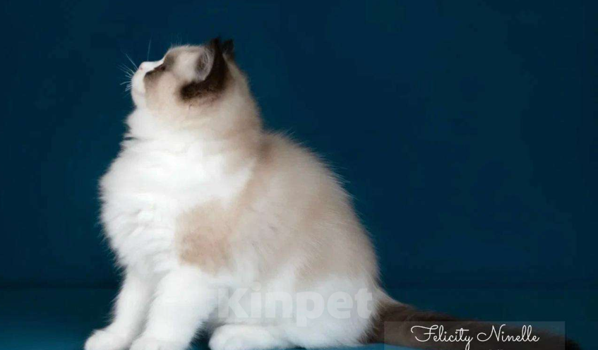 Кошки в Москве: Рэгдолл котята  Мальчик, 200 000 руб. - фото 2