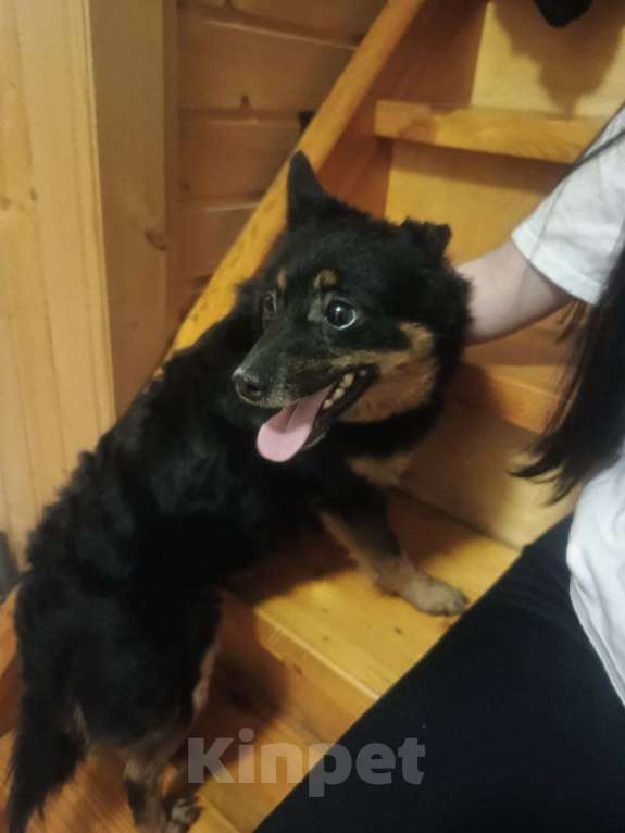 Собаки в Волгограде: Нашли на Горной поляне Девочка, Бесплатно - фото 1