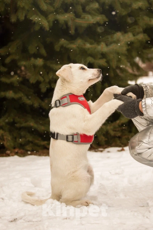 Собаки в Москве: Малышка Марта в добрые руки 🤍 Девочка, Бесплатно - фото 5