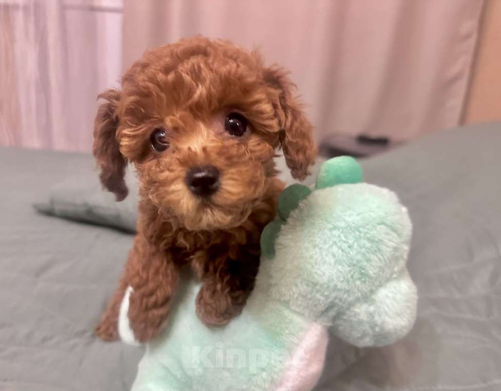 Собаки в Москве: Той -пудель мини ,Тиана Девочка, 150 000 руб. - фото 2