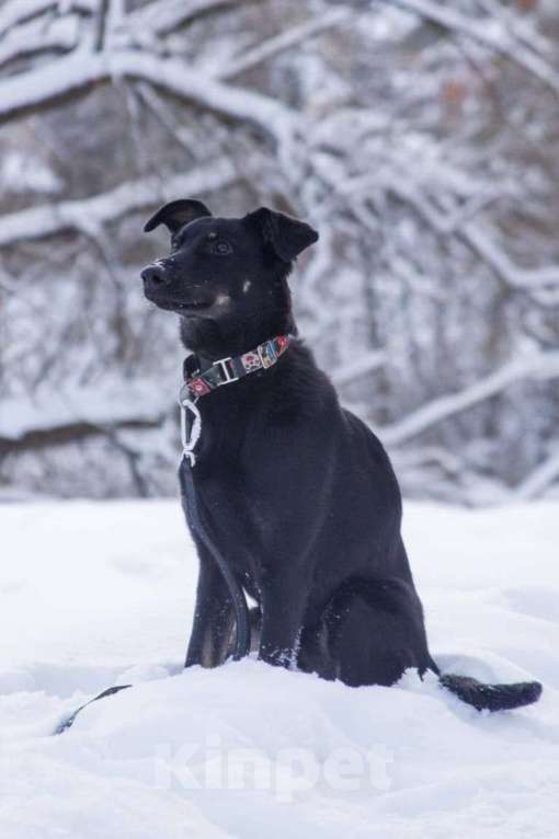 Кошки в Москве: Щенок-подросток в добрые руки Мальчик, Бесплатно - фото 2