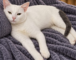 Кошки в Лобне: Котенок в добрые руки Мальчик, Бесплатно - фото 2
