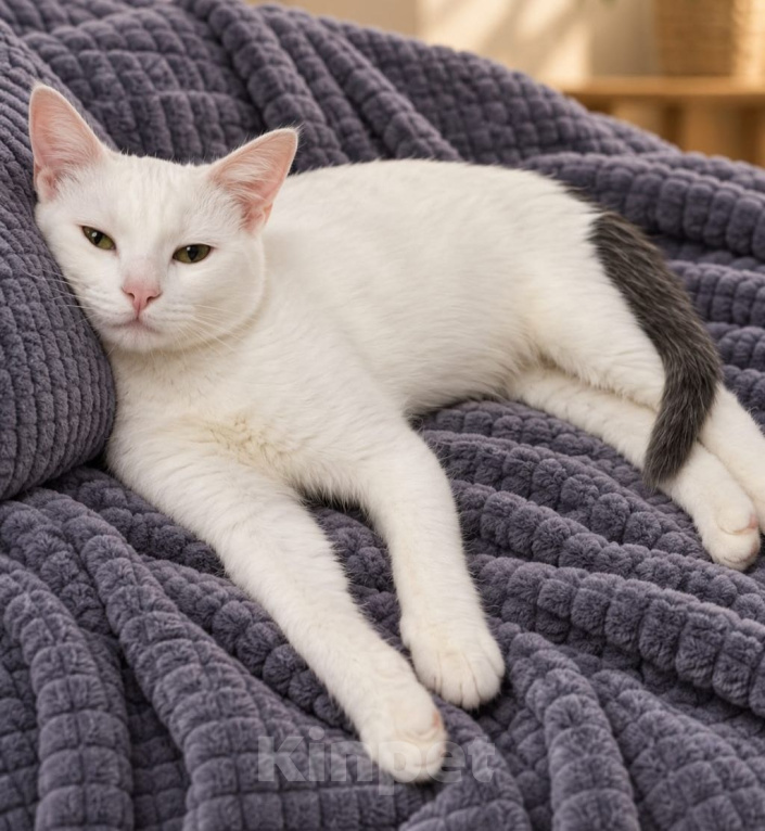 Кошки в Лобне: Котенок в добрые руки Мальчик, Бесплатно - фото 2