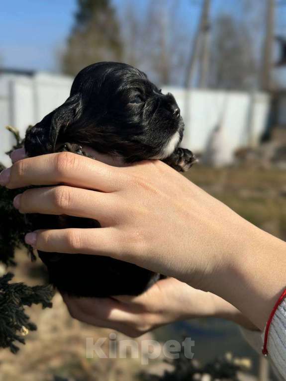 Собаки в Пскове: Американский Кокер Спаниель Девочка, 30 000 руб. - фото 2