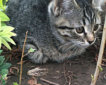 Кошки в Энгельс: Котята в добрые руки Девочка, 10 руб. - фото 2