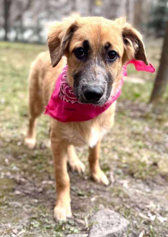 Собаки в Москве: Щенок Мия ищет дом Девочка, Бесплатно - фото 6