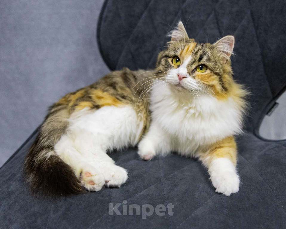 Кошки в Выборге: Фудзи особенная кошка ищет дом  Девочка, Бесплатно - фото 3