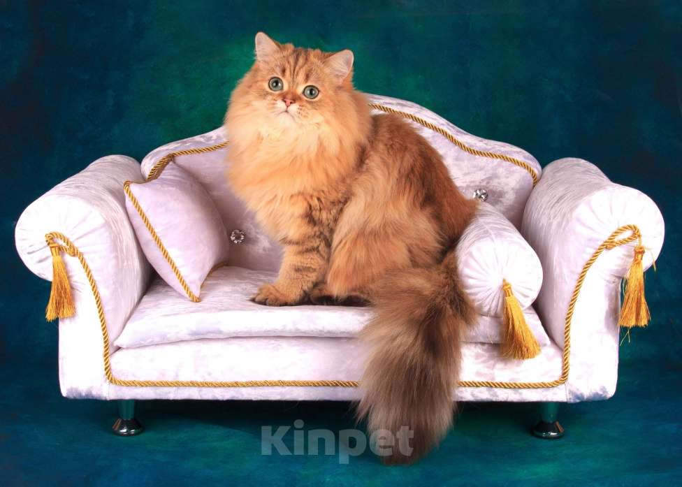 Кошки в Санкт-Петербурге: Шикарная халенд страйт Девочка, 5 000 руб. - фото 5