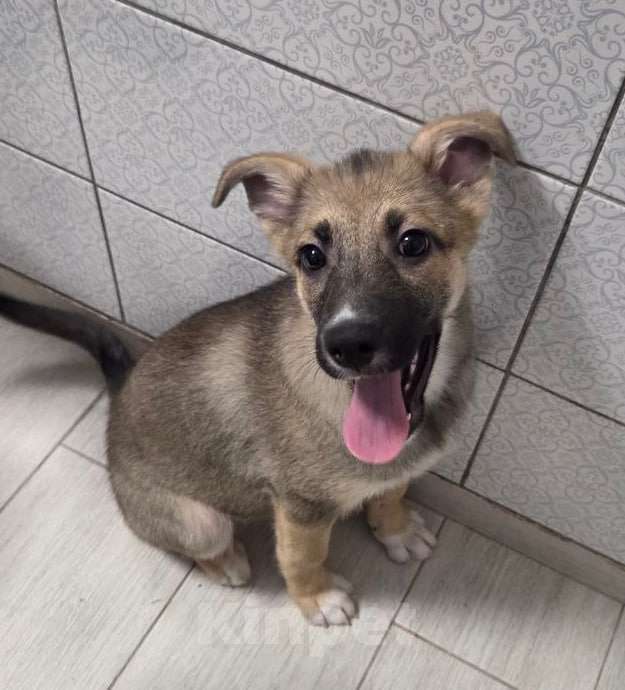 Собаки в Москве: В среду выпуск на улицу! Девочка, Бесплатно - фото 1