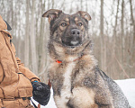 Собаки в Москве: Рея Девочка, Бесплатно - фото 3