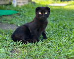 Кошки в Мытищах: Возьми котенка и спаси от зимы Мальчик, Бесплатно - фото 2