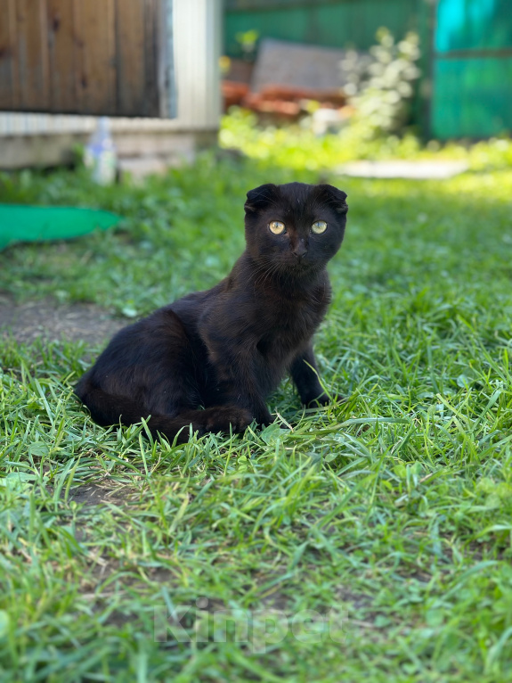 Кошки в Мытищах: Возьми котенка и спаси от зимы Мальчик, Бесплатно - фото 2