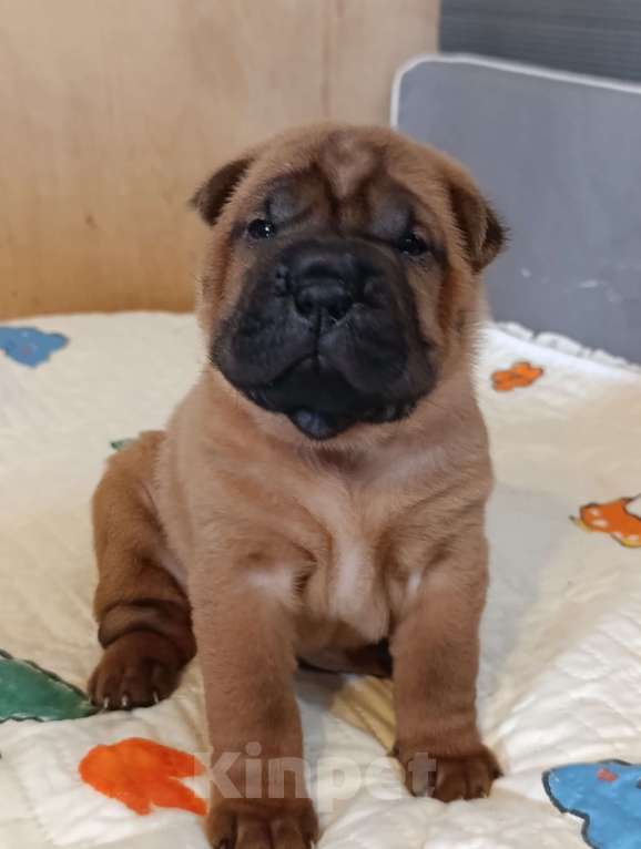 Собаки в других городах Калужской области: Щенки шарпея Мальчик, 50 000 руб. - фото 3