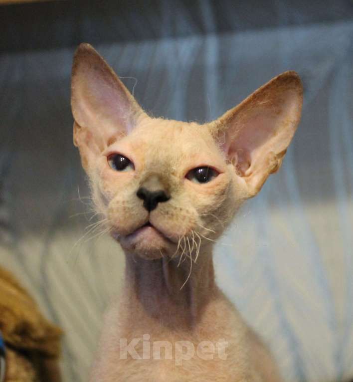 Кошки в Санкт-Петербурге: Девочка левкой страйт Девочка, 17 000 руб. - фото 3