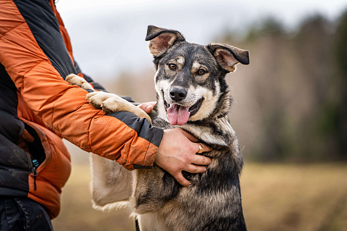 Кайя — собака, полная радости