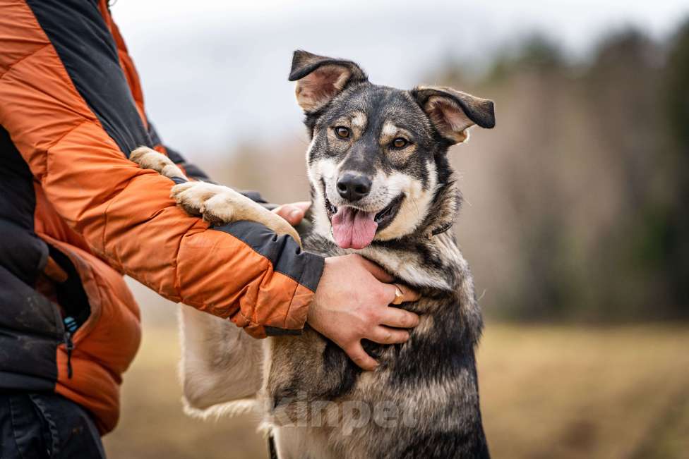 Собаки в Клине: Кайя — собака, полная радости Девочка, Бесплатно - фото 1