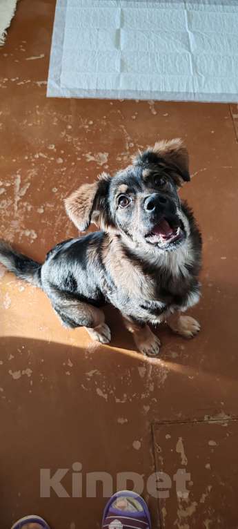 Собаки в Астрахани: Щенок в добрые руки Девочка, Бесплатно - фото 2