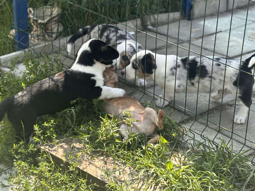 Собаки в Москве: Триколор парень вельш корги кардиган  Мальчик, 30 000 руб. - фото 2