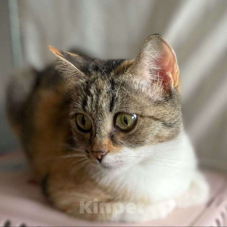 Кошки в Москве: Ласковая трехцветная кошечка ищет дом Девочка, Бесплатно - фото 2