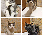 Кошки в Москве: Ищут дом домашние котики — они очень ждут своих людей Девочка, Бесплатно - фото 1