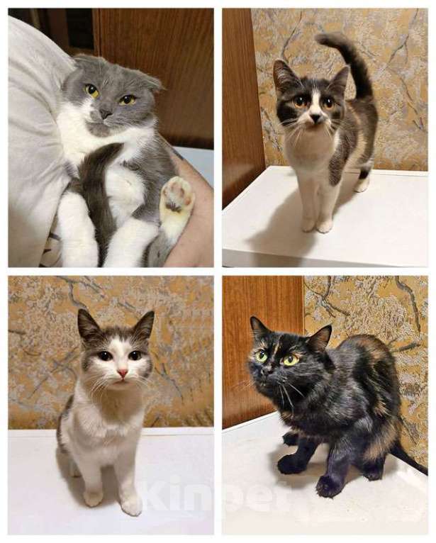 Кошки в Москве: Ищут дом домашние котики — они очень ждут своих людей Девочка, Бесплатно - фото 1